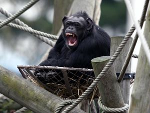 Supporting image for story: Voice box in primates ‘significantly larger’ in relation to their body size