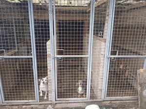 Some of the kennels.
