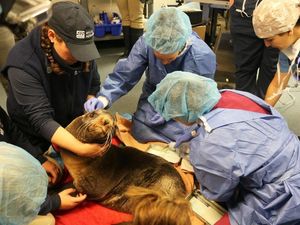 Supporting image for story: Vets have performed the first-known brain surgery on a fur seal to ease her hydrocephalus