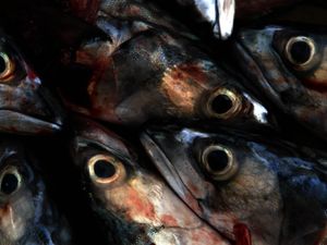 Supporting image for story: Mackerel fishing should be cut by 70% to prevent stock collapse, scientists say