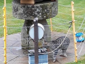 Supporting image for story: Shock for bird stalking Theo