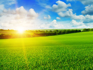 Supporting image for story: Shropshire cereal farmers can attend meeting at NFU headquarters