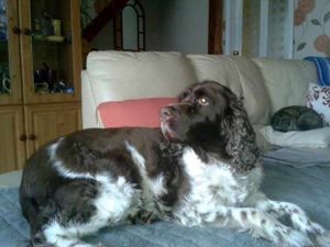 Jess was attacked and killed by three dangerous dogs