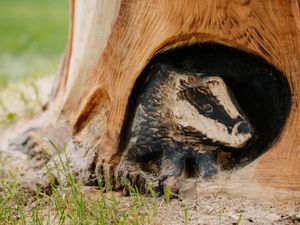 Supporting image for story: Tree-mendous artwork of animals and landmarks turning heads in Shrewsbury
