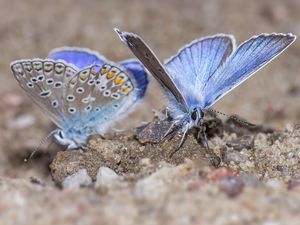 Supporting image for story: Former Shropshire airfield could be turned into sales site despite butterfly fears 