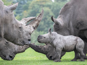 Supporting image for story: WATCH: Baby rhino Granville meets friendly giraffes on first day out