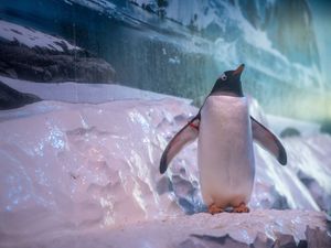 Supporting image for story: MPs demand release of penguins ‘trapped in basement’ of London aquarium