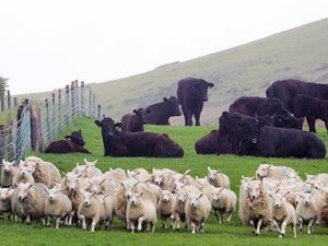 Supporting image for story: Welsh farmers needed to help navigate the path to net zero