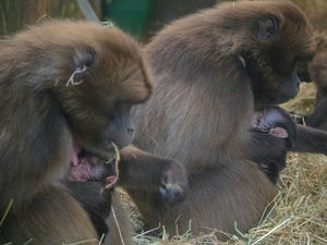 Supporting image for story: Monkeys with same dad born to different mothers on same day at Dudley Zoo