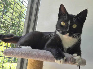Waffle is a playful girl who enjoys a fuss. Picture: RSPCA Gonsal Farm