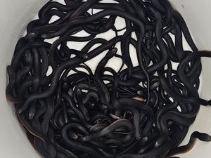 Supporting image for story: More than 100 venomous snakes removed from Australian man’s garden