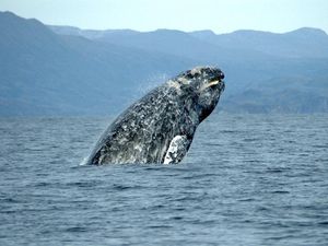 Supporting image for story: What did the Romans do? They killed off two species of whale in the Med