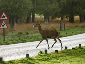 Supporting image for story: Drivers should take extra care on the roads as deer mating season approaches
