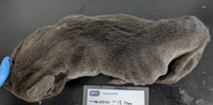 Minnie, the Staffordshire Bull Terrier, was found in 'awful condition' 