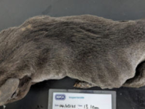 Supporting image for story: Birmingham man banned from owning animals after Staffy found 'very thin and soaked in faeces'