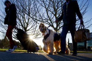 Supporting image for story: Crufts 2017: Dashing dogs arrive in style at Birmingham's NEC - in pictures