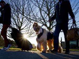 Supporting image for story: Crufts 2017: Dashing dogs arrive in style at Birmingham's NEC - in pictures