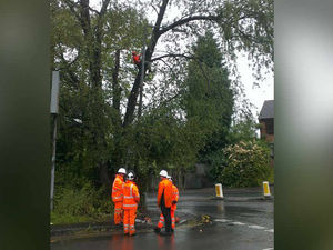 Supporting image for story: Overhanging tree brings Stourbridge traffic to a standstill