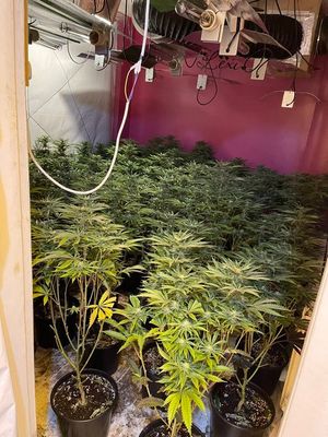 The cannabis plant grow found in Walsall Road, in West Bromwich. Photo: WMP Eye in the Sky @dronesWMP