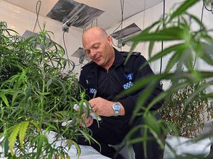 Supporting image for story: Revealed: £12 million of cannabis seized in seven months