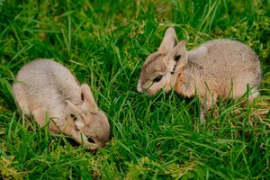 Baby Patagonian Maras have been born at Exotic Zoo in Telford