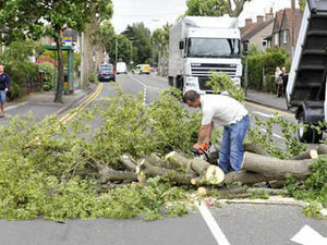 Supporting image for story: Blown down tree blocks main road