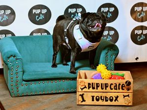 Supporting image for story: Wagging tails at pop-up dog cafe as it returns to Stafford