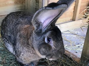 Supporting image for story: Police hunt after world's largest rabbit stolen