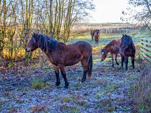 Supporting image for story: Dartmoor ponies helping to restore landscape at National Trust estate