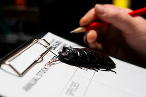The annual animal stock take is underway at West Midland Safari Park