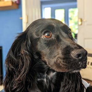 Susan the Spaniel