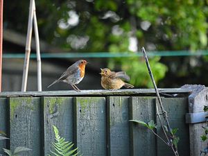 Supporting image for story: Reader snaps robin in winter scene