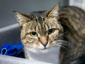 Supporting image for story: Is your moggie right or left-handed? Study reveals paw preferences in cats