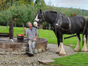 Supporting image for story: Friends group in call to save Acton Scott Working Farm