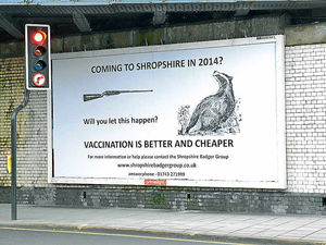 Supporting image for story: Badger campaigners aim for shock factor with giant anti-cull billboards