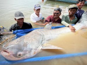 Fishermen pose with one of the giant catfish