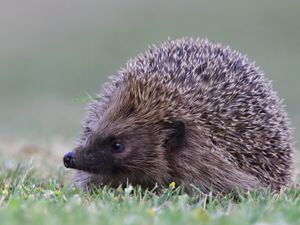 Supporting image for story: How you can help hedgehogs this spring as they emerge from hibernation