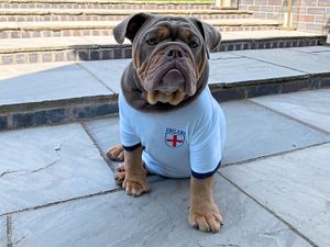 Supporting image for story: Rocket the British bulldog hard to please despite England win