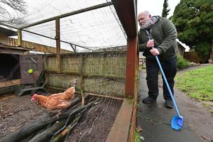 Neil Swan with chickens moved to a different enclosure.