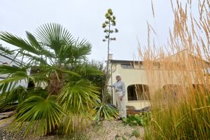 Hilary Chappin spectacular rare agave - which has flowered after 50 years.