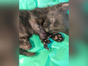 Supporting image for story: Urgent appeal after one kitten found dead and another put to sleep after being tied to fence at Shropshire farm