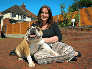 Supporting image for story: British Bulldog Molly has new lease of life after being left to die