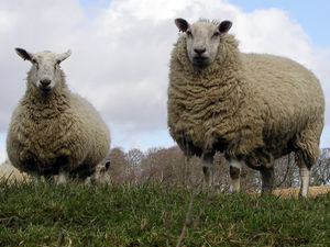 Supporting image for story: Shepherds' huts tourism plan for farm near Oswestry