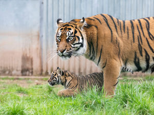 The cubs were born to mum Dourga. Photo: Matthew Lissimore