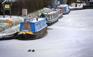 Cold weather for these ducks