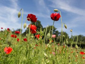 Supporting image for story: Telford graveside ceremony honours Great War medic