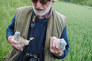 Don Bannister with Kestrel chicks at Severn Valley Country Park. Photo: Bill Watkins