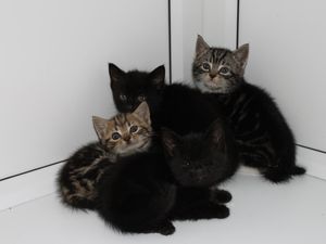 Supporting image for story: Five kittens rescued from skip about to be crushed in West Bromwich