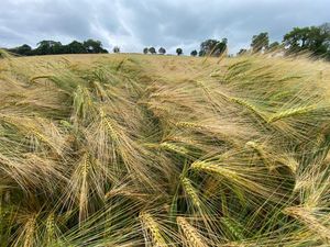 Supporting image for story: Halls sells 4,500 acres of standing cereals across Shropshire