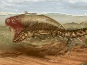 Supporting image for story: Ancient sea cow was attacked by crocodile and scavenged by shark – study